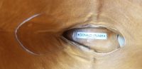 Donald Pliner Black & Brown Patent Leather Cowboy Western Boots Italy Women