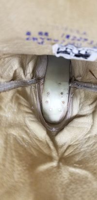 Frye Red & Tan Western Cowboy Boots Lizard Inlay Vintage US Made Women